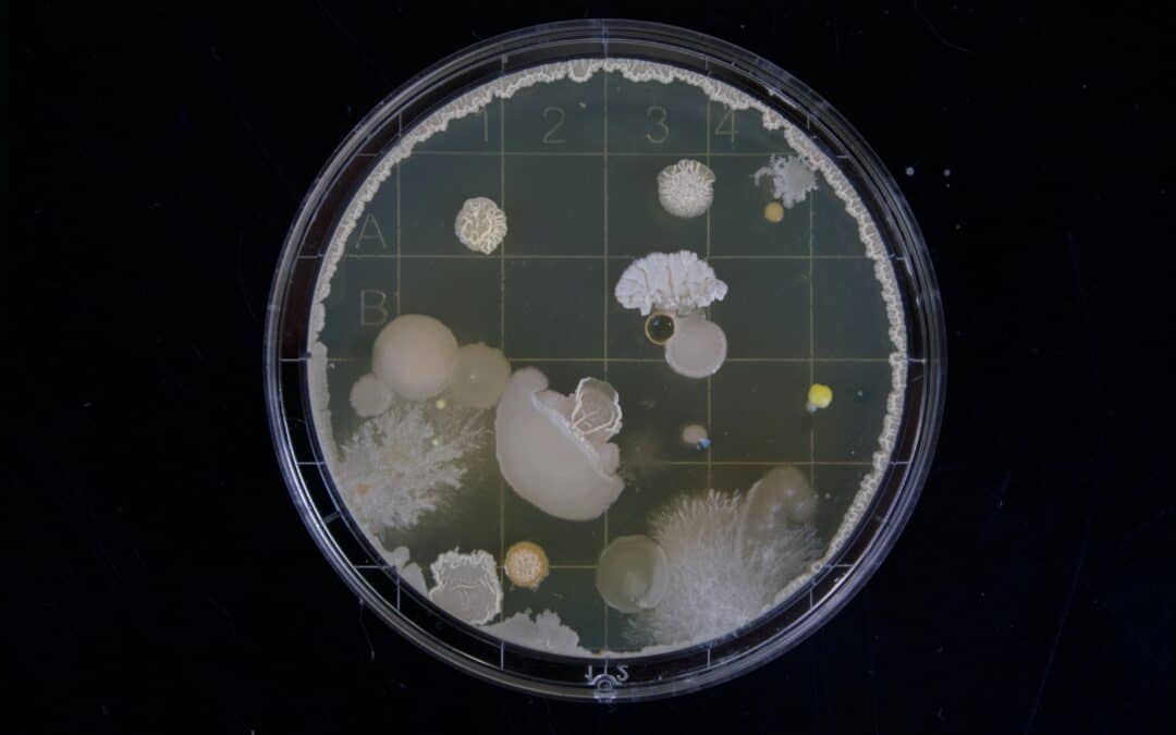 Biofilms: Tiny Powerhouses with a Huge Impact